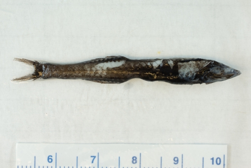 Cyclothone microdon Cyclothone microdon