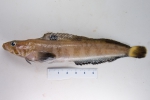Eumesogrammus praecisus, fourline snakeblenny, author: Nozes, Claude