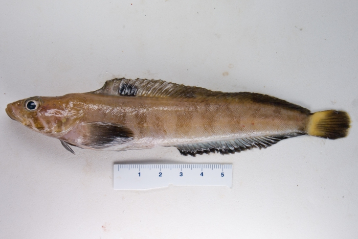 Eumesogrammus praecisus, fourline snakeblenny Eumesogrammus praecisus, fourline snakeblenny