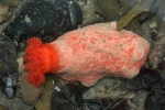Sea cucumbers