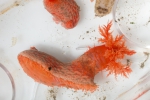 Sea cucumbers