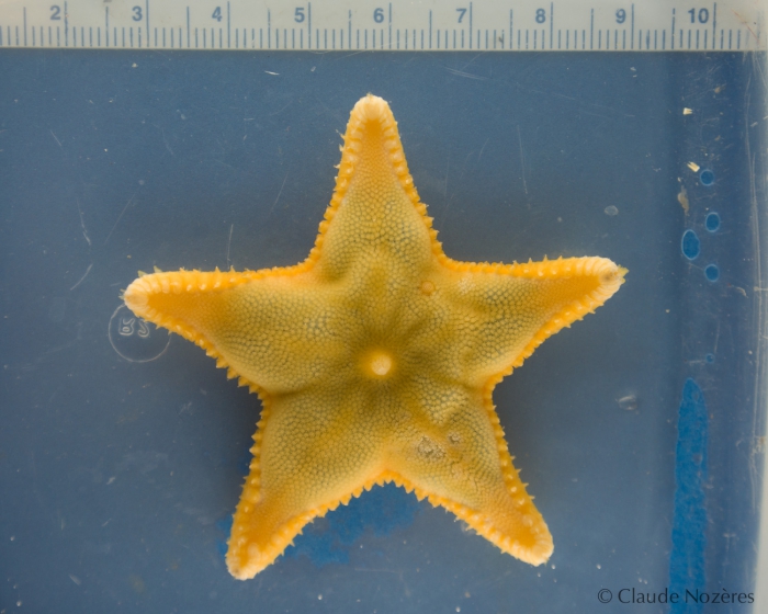 Ctenodiscus crispatus Ctenodiscus crispatus