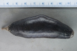 Sea cucumbers