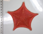 Sea stars