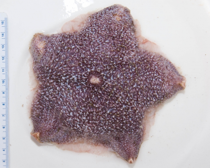 Diplopteraster multipes Diplopteraster multipes