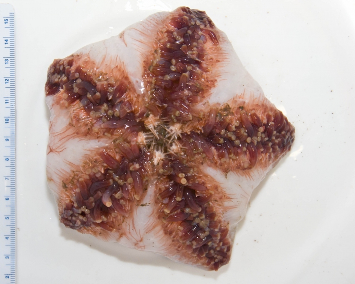 Diplopteraster multipes-2 Diplopteraster multipes-2