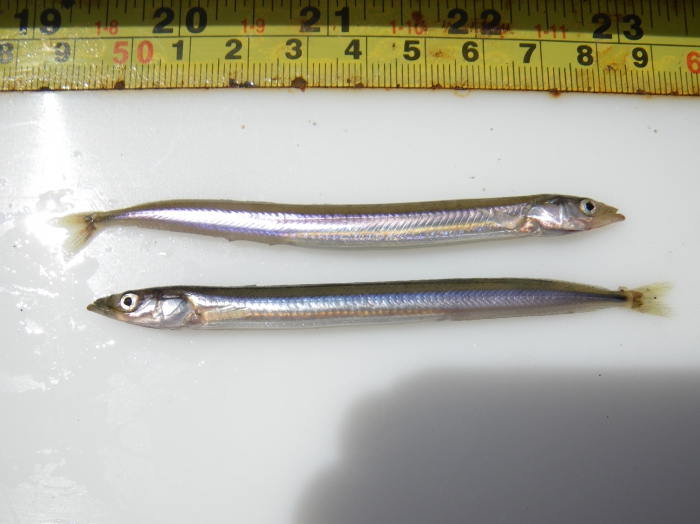 Ammodytes Ammodytes