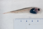 Paraliparis calidus - lowfin snailfish, author: Nozes, Claude