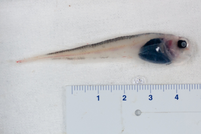 Paraliparis calidus - lowfin snailfish Paraliparis calidus - lowfin snailfish