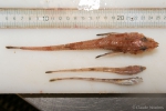 Leptagonus decagonus and Aspidophoroides monopterygius, author: Nozes, Claude