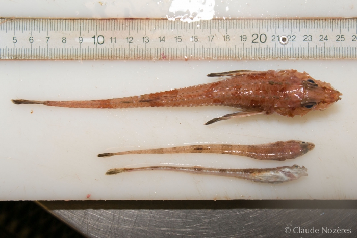 Leptagonus decagonus and Aspidophoroides monopterygius Leptagonus decagonus and Aspidophoroides monopterygius