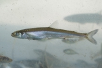 Osmerus mordax, Rainbow smelt (éperlan)