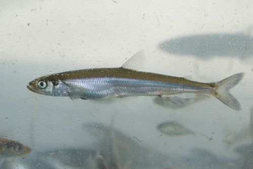 Osmerus mordax, Rainbow smelt (éperlan) Osmerus mordax, Rainbow smelt (éperlan)