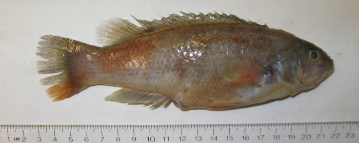 Tautogolabrus adspersus - cunner Tautogolabrus adspersus - cunner