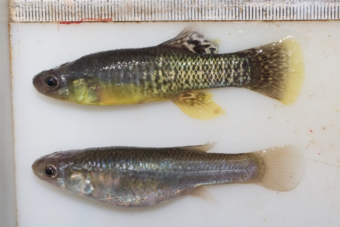 Fundulus heteroclitus, mummichog (choquemort) Fundulus heteroclitus, mummichog (choquemort)