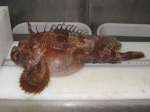 Hemitripterus americanus, sea raven, author: Nozes, Claude