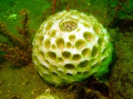 Cinachyrella alloclada, off the coast of Georgia, USA