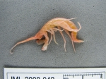Crustaceans