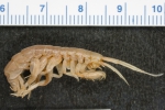 Macroalgae