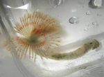 Chone infundibuliformis - live view (above fan), author: Nozes, Claude