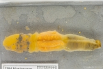Hemichordates