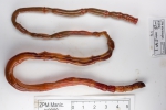 Polychaetes