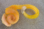 Polychaetes