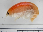 Amphipoda