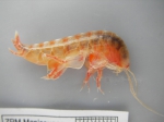 Ampelisca eschrichtii, author: Fisheries and Oceans Canada, Claude Nozes