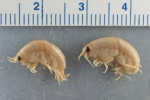 Anonyx makarovi - pair