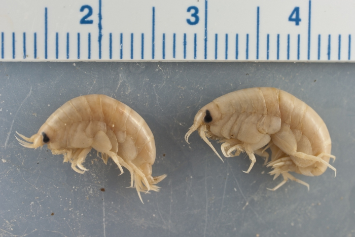 Anonyx makarovi - pair