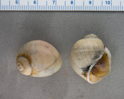 Euspira pallida - pair