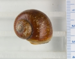 Gastropoda
