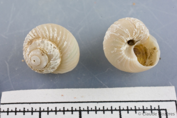 Solariella varicosa - pair Solariella varicosa - pair