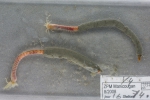 Polychaetes