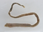 Polychaetes