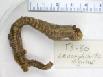 Polychaetes