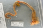 Polychaetes