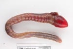 Polychaetes