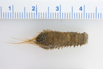 Pherusa plumosa