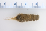 Polychaetes