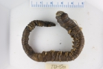 Polychaetes