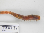 Polychaetes