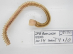Polychaetes