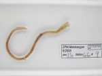 Polychaetes
