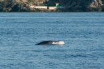 Mammals