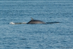 Minke whale - view of back, author: Nozères, Claude