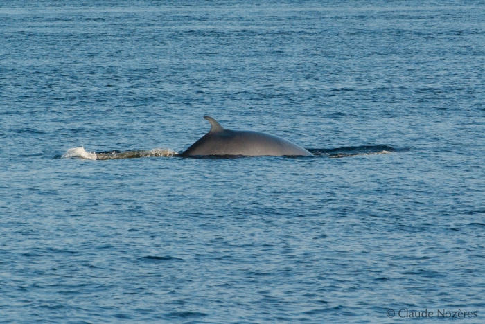 Minke whale - view of back Minke whale - view of back