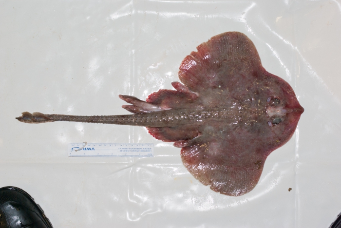 Rajella fyllae - round skate Rajella fyllae - round skate