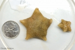 Echinoderms